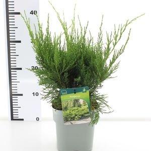 Juniperus x pfitzeriana 'Mint Julep' (Koekoek Potcultures, de)