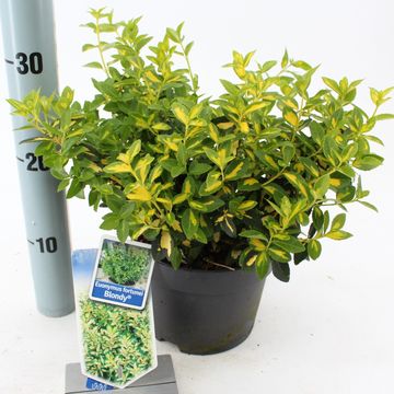 Euonymus fortunei BLONDY