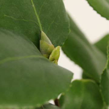 Camellia japonica 'R.L. Wheeler'