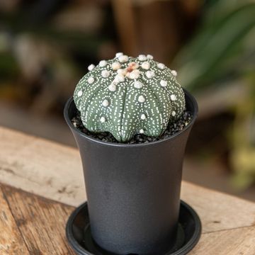 Astrophytum asterias