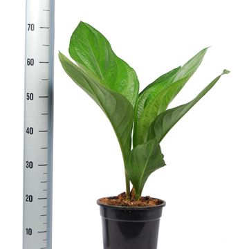 Anthurium BOTANICAL KING LOVELY GREEN