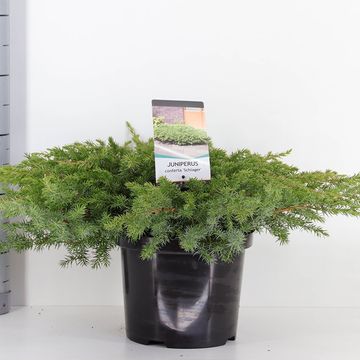 Juniperus conferta 'Schlager'