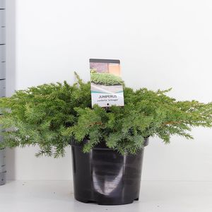 Juniperus conferta 'Schlager' (Bremmer Boomkwekerijen)
