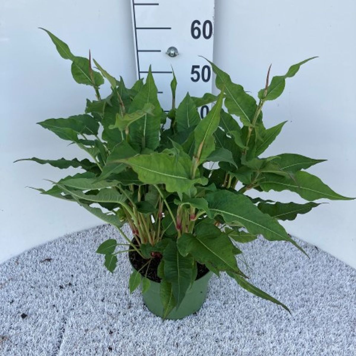 Persicaria Amplexicaulis Blackfield Plant Wholesale FlorAccess persicaria-amplexicaulis-blackfield-plant-wholesale-floraccess
