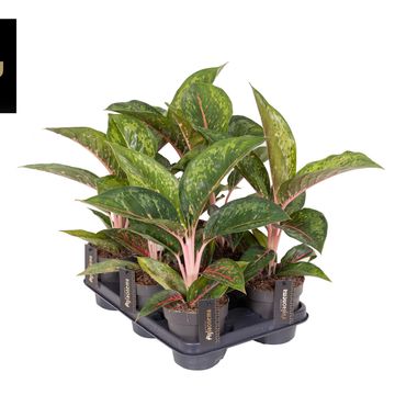 Aglaonema 'Camo Carmine'