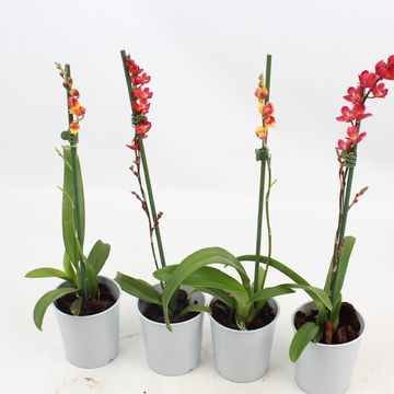 x Howeara Lava Burst