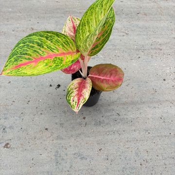 Aglaonema 'Grand Blossom'