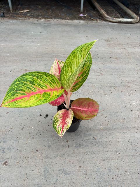 Aglaonema 'Grand Blossom'