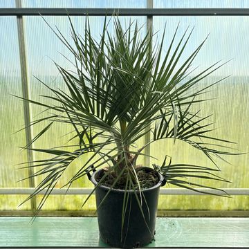 Butia capitata