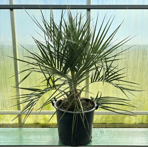 Butia capitata