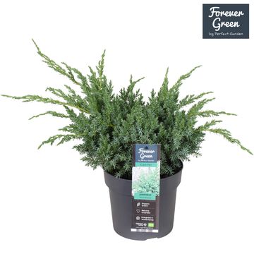 Juniperus squamata 'Hunnetorp'