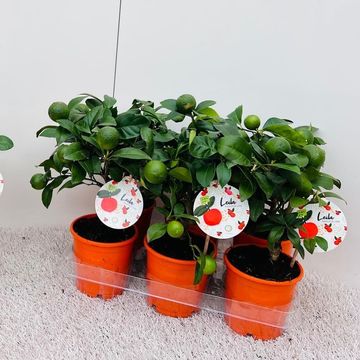 Citrus limon 'Limetta Rossa'