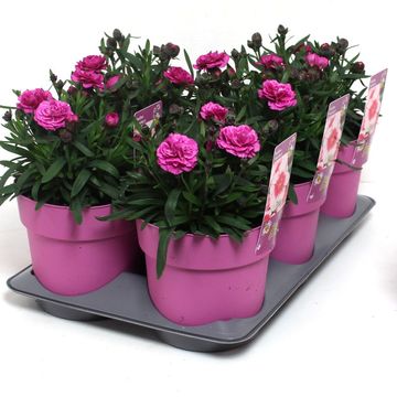 Dianthus chinensis 'Strawberry Parfait'