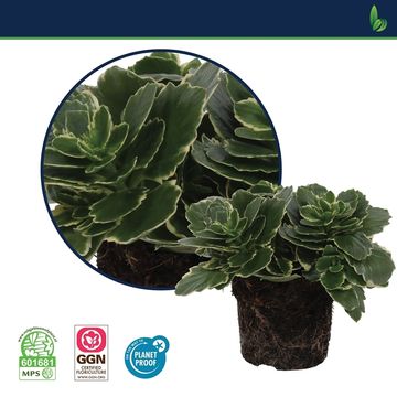 Kalanchoe blossfeldiana AURORA