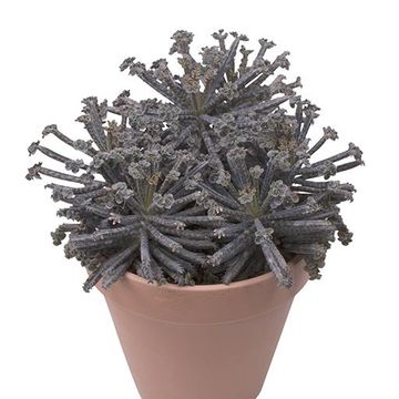 Kalanchoe tubiflora