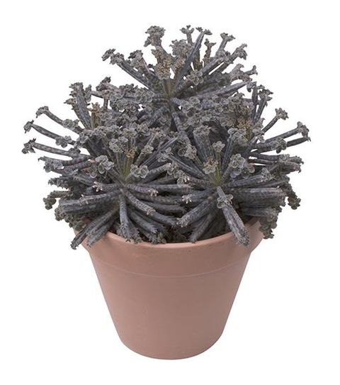 Kalanchoe tubiflora