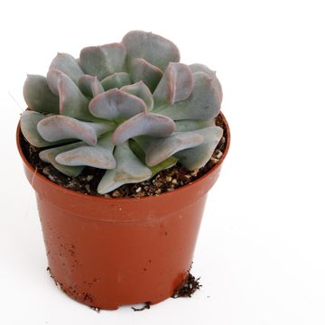 Echeveria 'Monica'