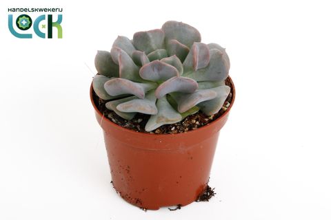 Echeveria 'Monica'