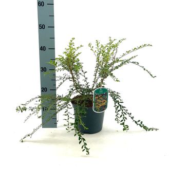 Azara microphylla