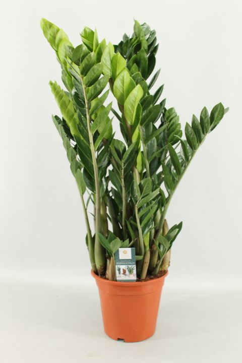 Zamioculcas zamiifolia