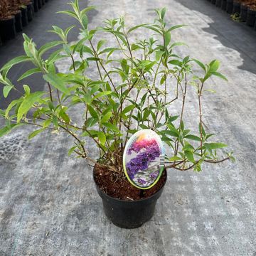 Buddleja davidii 'Нано Блю'