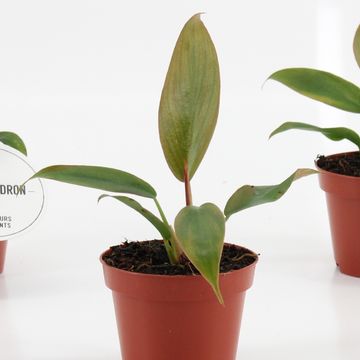 Philodendron 'Florida Bronze'