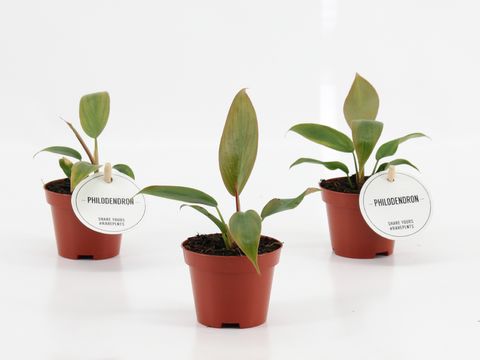 Philodendron 'Florida Bronze'