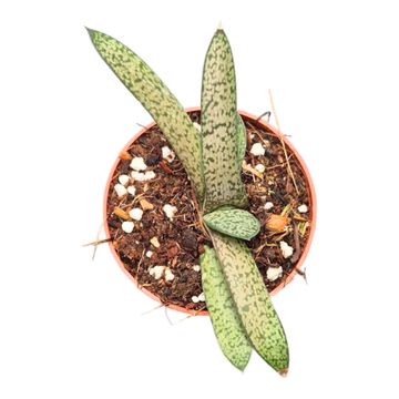 Gasteria bicolor 'Tyrannosaurus Rex Skin'