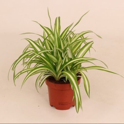 Chlorophytum comosum Vittatum (P12 cm H25 - 35 cm) – Plant Wholesale ...