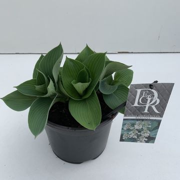 Hosta 'Elegans'