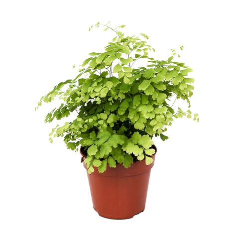 Adiantum on sale raddianum fragrans