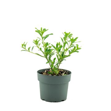Pittosporum GREEN MOUND