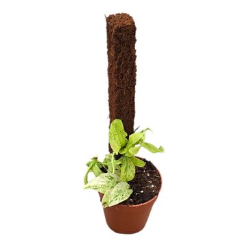 Rhaphidophora korthalsii