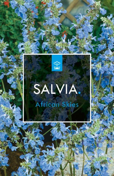 Salvia uliginosa 'African Skies'