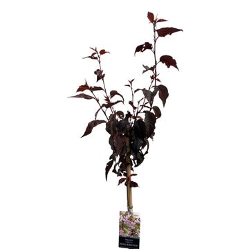 Prunus serrulata 'Royal Burgundy'