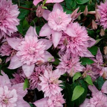 Clematis MULTI PINK (LL)
