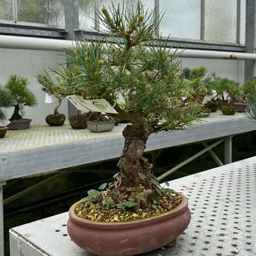 Pinus parviflora
