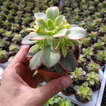 Aeonium 'Kiwi'