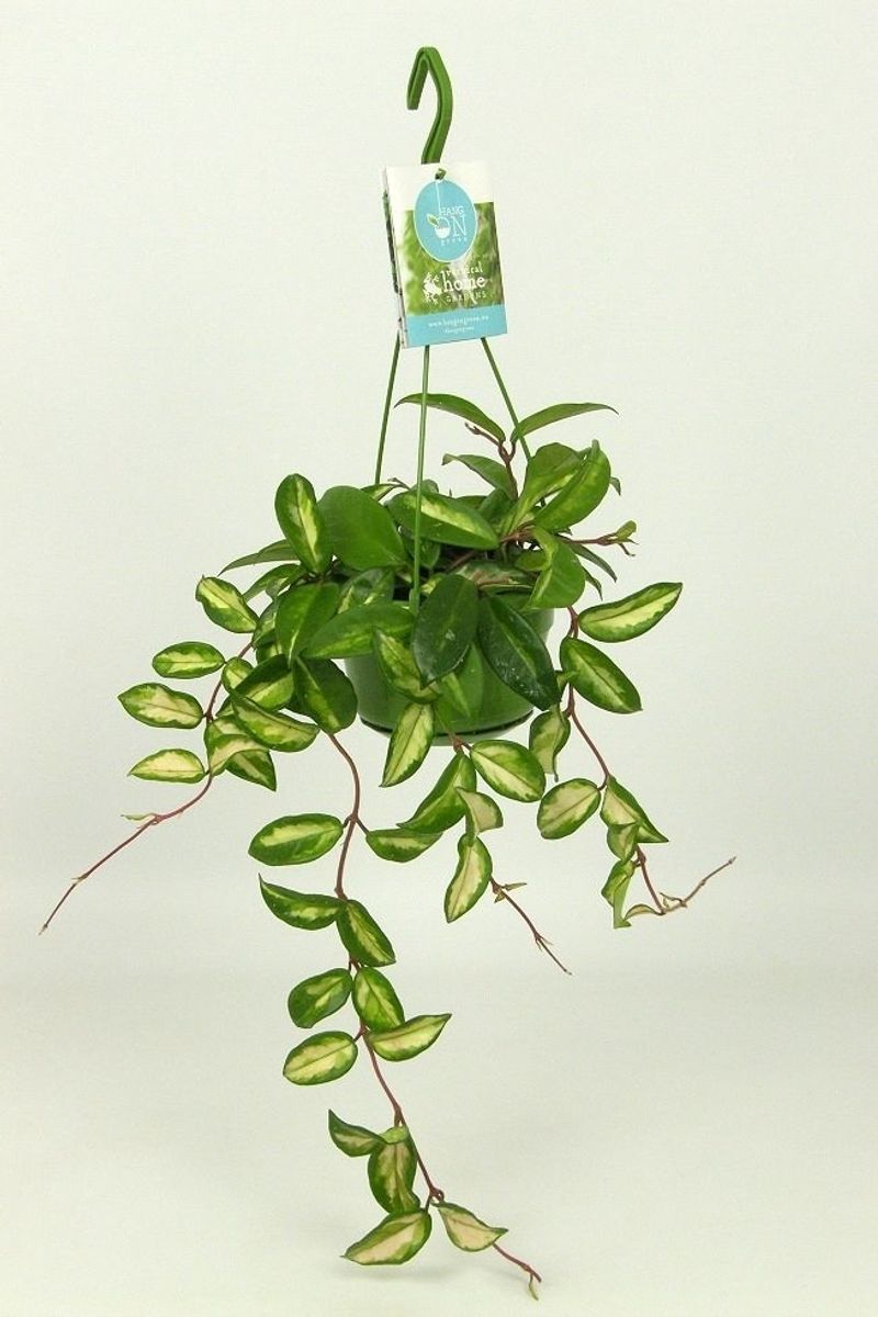 Hoya carnosa ‘Rubra’ — Hurtownia roślin FlorAccess