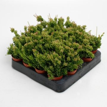 Rhipsalis mesembryanthemoides