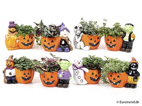 Arrangement Kamerplanten