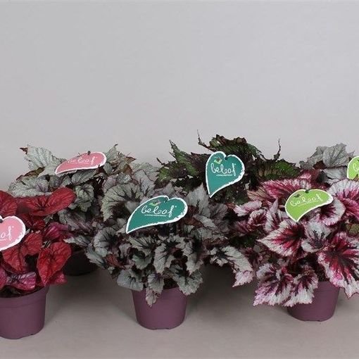 Begonia BELEAF MIX (Vireõ Plant Sales)
