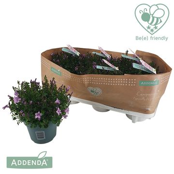 Campanula AMBELLA PINK