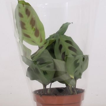 Maranta leuconeura 'Kerchoveana'