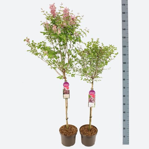 Syringa MIX