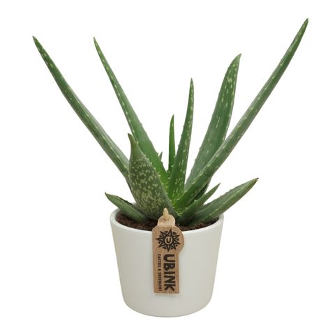 Aloe vera