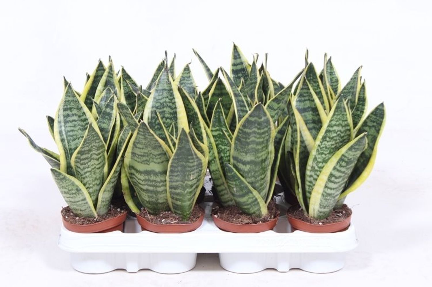 Sansevieria trifasciata 'Futura Superba' — Plant Wholesale FlorAccess