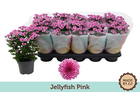 Chrysanthemum JELLYFISH PINK