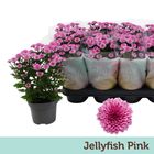 Chrysanthemum JELLYFISH PINK