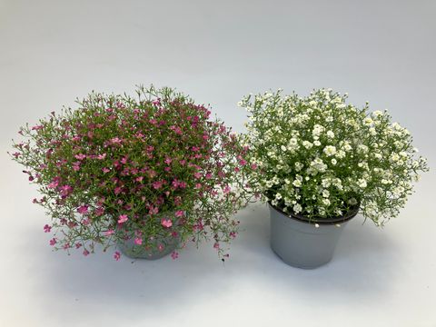 Gypsophila muralis GYPSY MIX